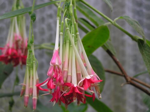 BOLIVIANA ALBA